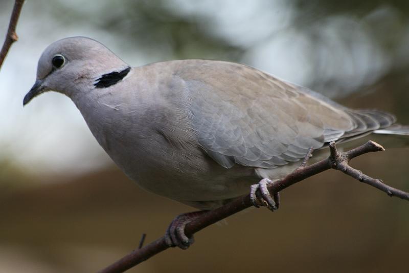 frieda 059.jpg - Gewone Tortelduif Streptopelia capicola  (Cape Turtle Dove)